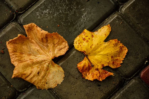 人行道上有秋天的叶子 — 图库照片