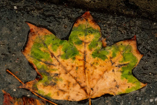 Foglie Bagnate Foglie Autunno Sul Marciapiede Autunno Oro — Foto Stock