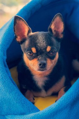 Mini siyah bej beyaz chihuahua. Siyah kahverengi beyaz chihuahua. Evcil bir hayvan evde oturuyor. İyi yetiştirilmiş safkan bir köpek. Bir köpek portresi. Evcil hayvan. Chihuahua içerde.