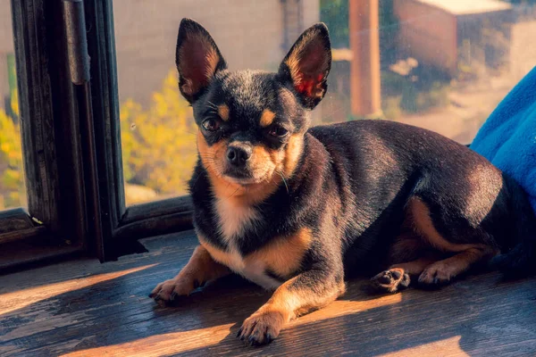 Mini Chihuahua Blanco Beige Negro Chihuahua Blanco Marrón Negro Una — Foto de Stock