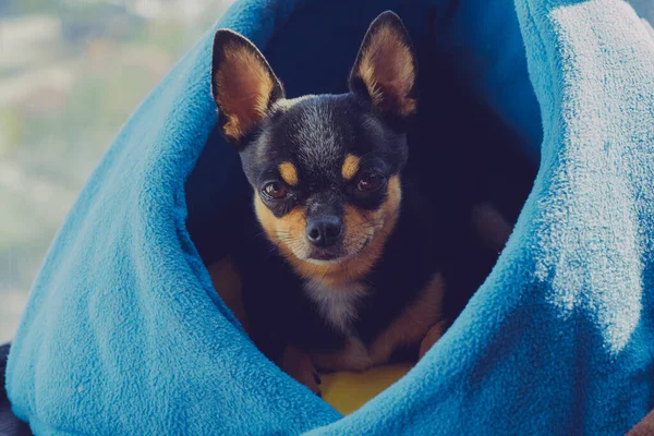 Mini Chihuahua Blanco Beige Negro Chihuahua Blanco Marrón Negro Una — Foto de Stock