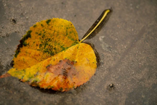 Sfondo Astratto Foglie Autunno Erba Foglie Autunno Gocce Acqua Foglie — Foto Stock