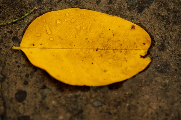 Fundo Abstrato Folhas Outono Uma Grama Folhas Outono Gotas Água — Fotografia de Stock