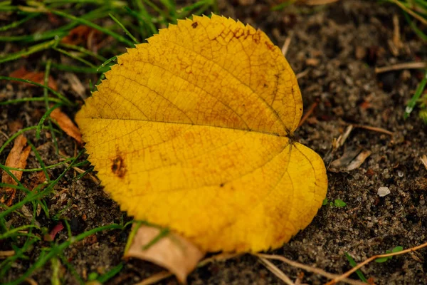 Sfondo Astratto Foglie Autunno Erba Foglie Autunno Gocce Acqua Foglie — Foto Stock