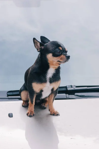 Pies Samochód Zwierzak Pies Towarzyszący Siedzi Samochodzie Chihuahua Pies Siedzi — Zdjęcie stockowe