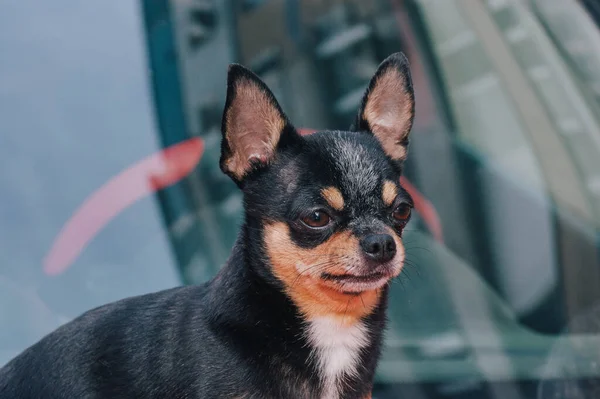 Pies Samochód Zwierzak Pies Towarzyszący Siedzi Samochodzie Chihuahua Pies Siedzi — Zdjęcie stockowe