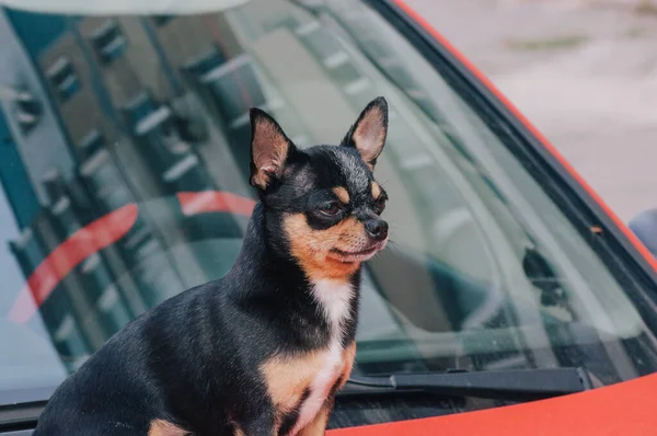 Cane Macchina Cucciolo Cane Compagnia Seduto Sulla Macchina Chihuahua Cane — Foto Stock