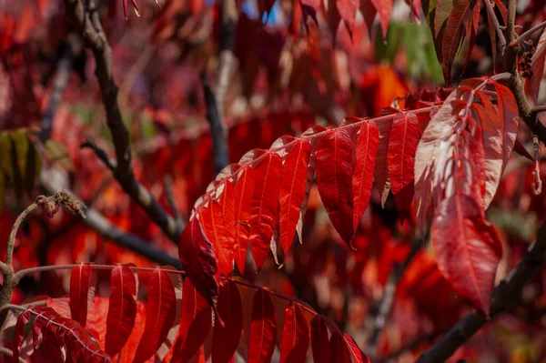 Streszczenie Tła Jesiennych Liści Jesienne Tło Gałąź Drzew Jesiennymi Liśćmi — Zdjęcie stockowe