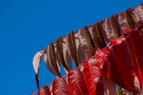 Fond Abstrait Des Feuilles Automne Fond Automne Branche Arbre Avec — Photo