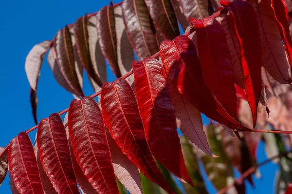 Fond Abstrait Des Feuilles Automne Fond Automne Branche Arbre Avec — Photo