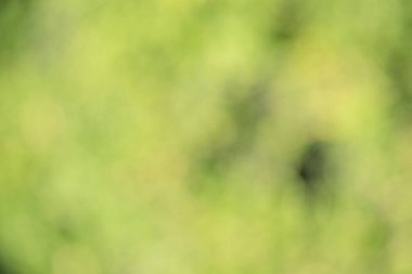 Odaklanamayan soyut arka plan ışığı ve koyu yeşil