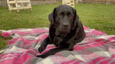 Siyah bir Labrador Retriever köpeği doğada pembe ve gri kareli bir battaniyenin üzerinde yatar..