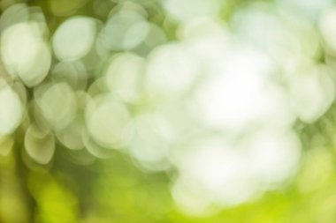 Soyut odaklanmış ışık arka plan ışığı ve koyu yeşil ve beyaz