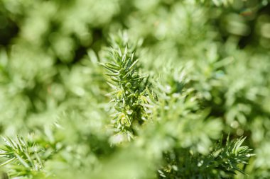 Kozalaklı bitki karışımı. Su damlalarıyla ince odak noktası.