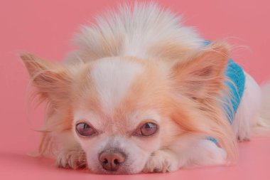 Pembe arka planda mavi kazaklı bir köpek.