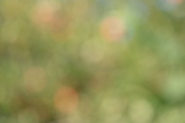 Soyut defocus ışığı doğal yeşil arkaplan