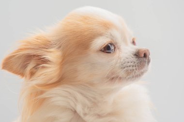 Chihuahua köpek profili. Küçük cins köpek. Beyaz ve kırmızı Chihuahua, tatlım.
