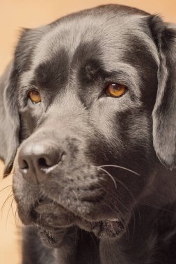 Bej arka planda Kara Labrador Retriever köpeği