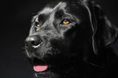 Siyah arka planda Kara Labrador Retriever köpeği