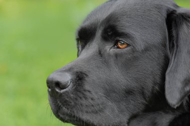 Bulanık yeşil arka planda siyah bir Labrador Retriever köpeği.