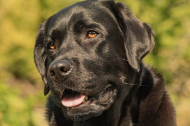 Bulanık yeşil arka planda siyah Labrador Retriever köpeği. Evcil hayvan, köpek.