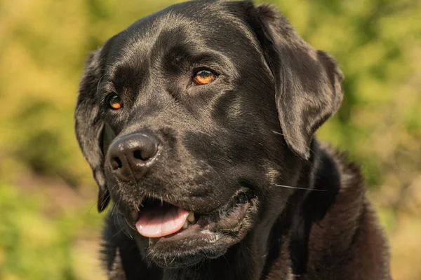 Bulanık yeşil arka planda siyah Labrador Retriever köpeği. Evcil hayvan, köpek.