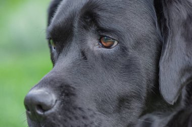 Yeşil arka planda kahverengi gözlü siyah bir Labrador Retriever köpeği.