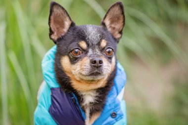 Mavi ceketli bir Chihuahua köpeği doğaya karşı.