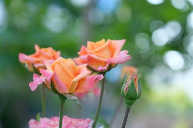 Şehir parkında rose. Tasarım için arka plan.