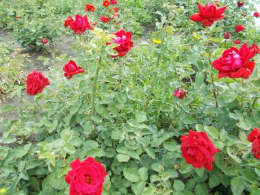 Şehir parkında güller