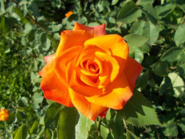 Şehir parkında güller