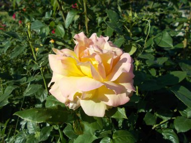 Şehir parkında güller