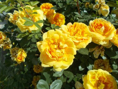 Şehir parkında güller