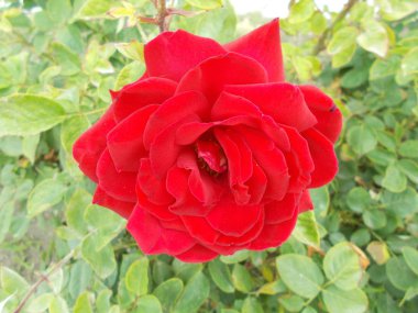 Şehir parkında güller