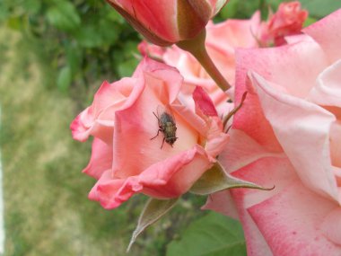 Şehir parkında güller