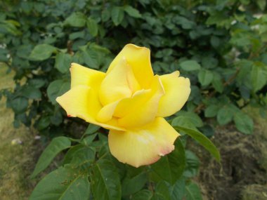 Şehir parkında güller