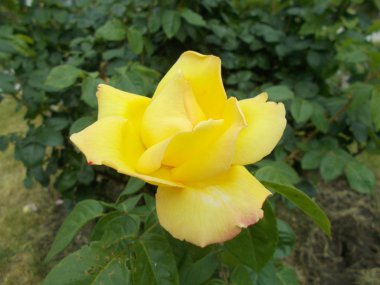 Şehir parkında güller