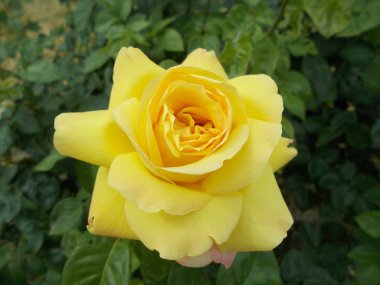 Şehir parkında güller