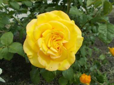 Şehir parkında güller