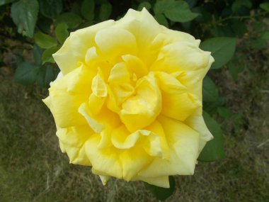 Şehir parkında güller