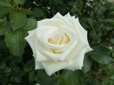 Şehir parkında güller