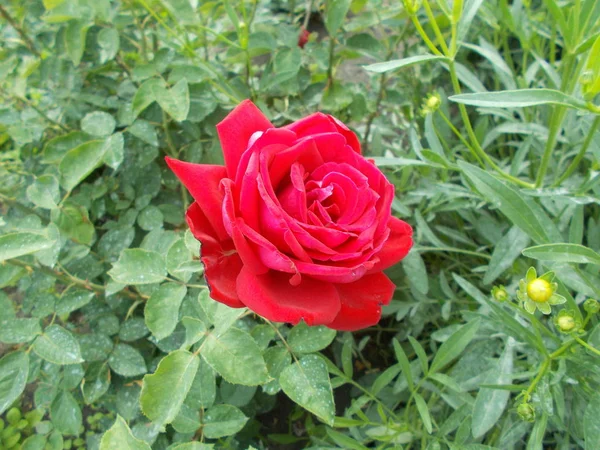 Růže Městském Parku — Stock fotografie