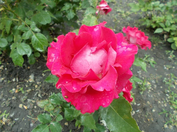 Roses Dans Parc Urbain — Photo