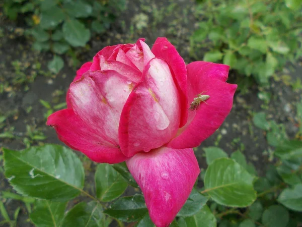 Rozen Een Stadspark — Stockfoto