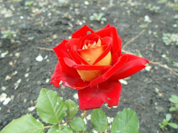 Rozen Een Stadspark — Stockfoto