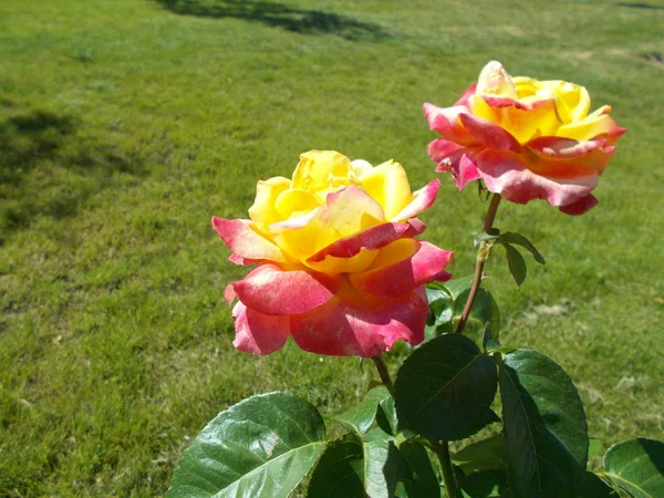 Roses Dans Parc Urbain — Photo