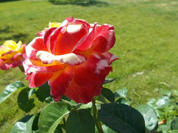 城市公园的玫瑰 — 图库照片