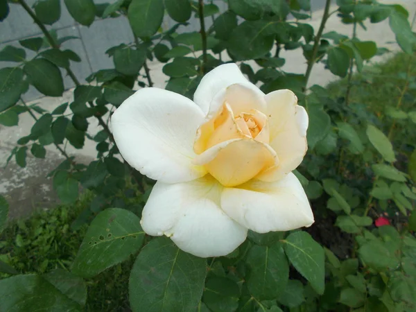 Rozen Een Stadspark — Stockfoto