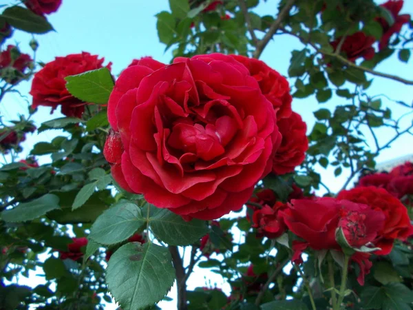 Rosas Parque Cidade — Fotografia de Stock