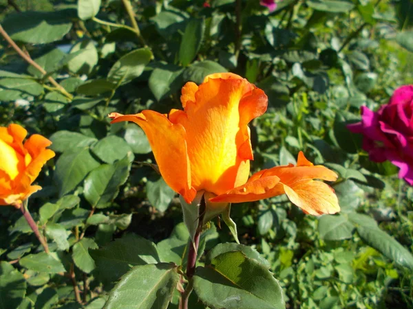 Rosas Parque Ciudad — Foto de Stock